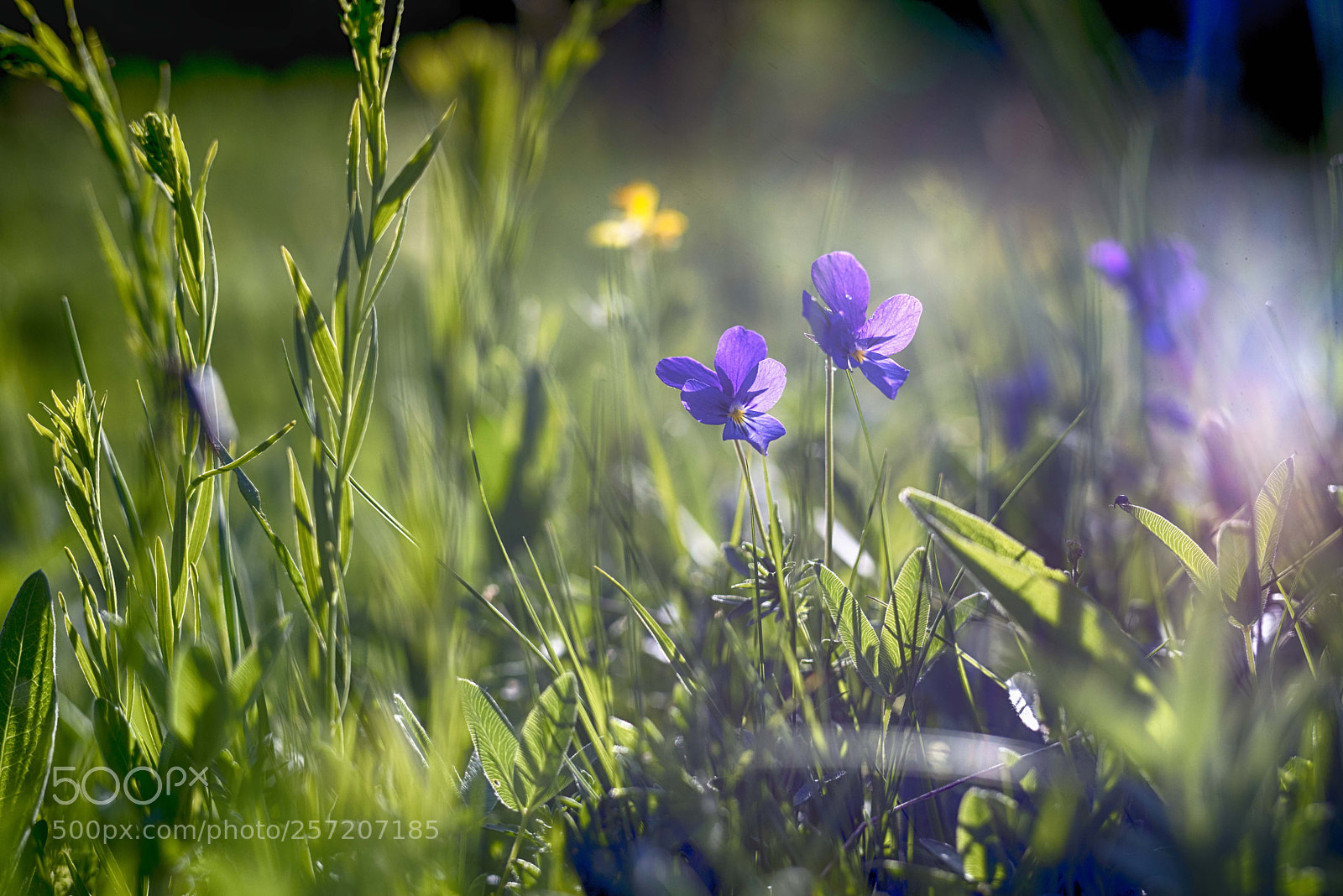 Nikon D750 sample photo. Violets photography