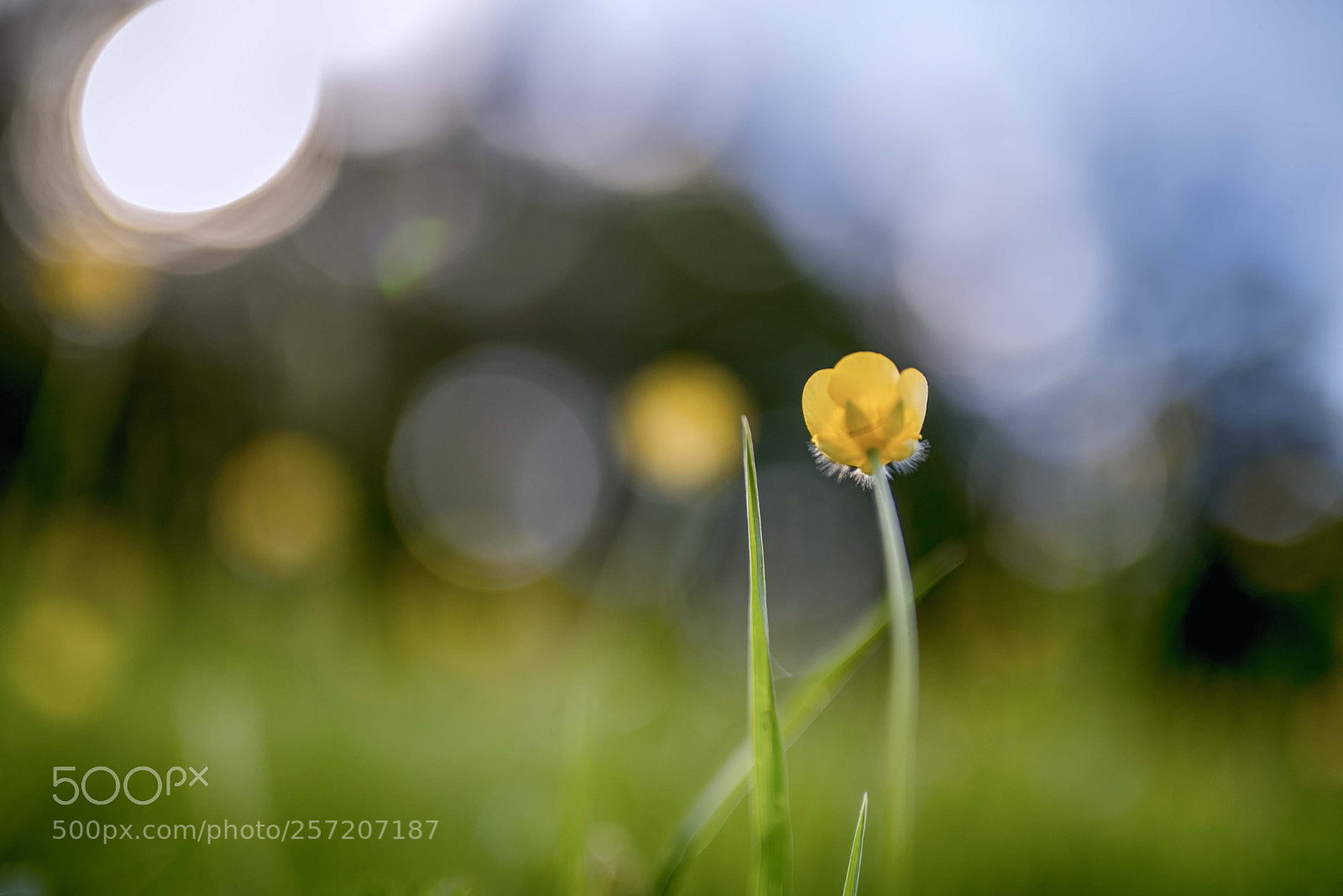 Nikon D750 sample photo. Yellow photography