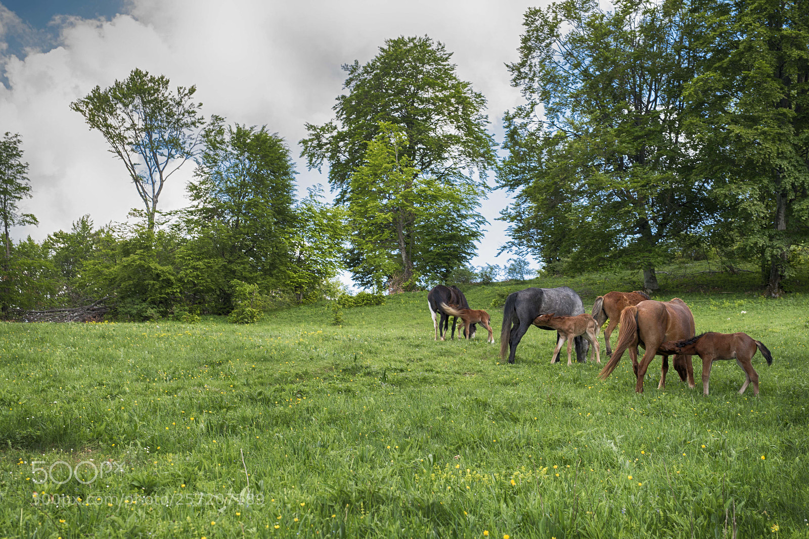 Nikon D750 sample photo. Horses photography