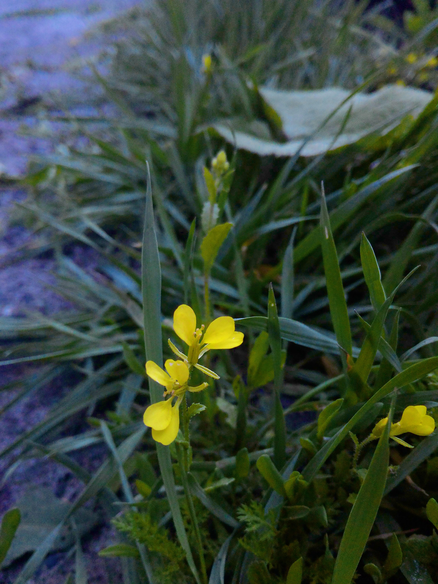 ASUS Z002 sample photo. This yellow flower, though) photography