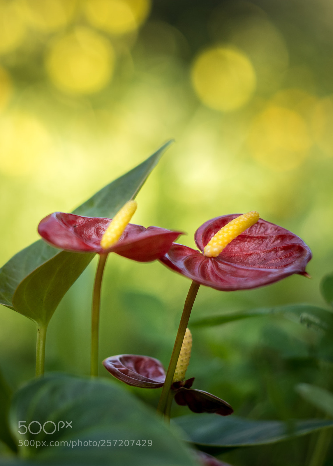 Nikon D7100 sample photo. Untitled photography
