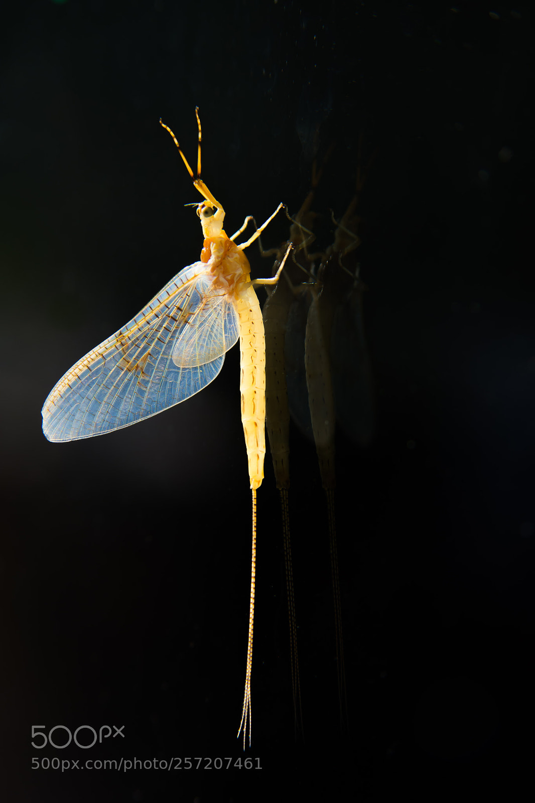 Nikon D7200 sample photo. Visitor photography