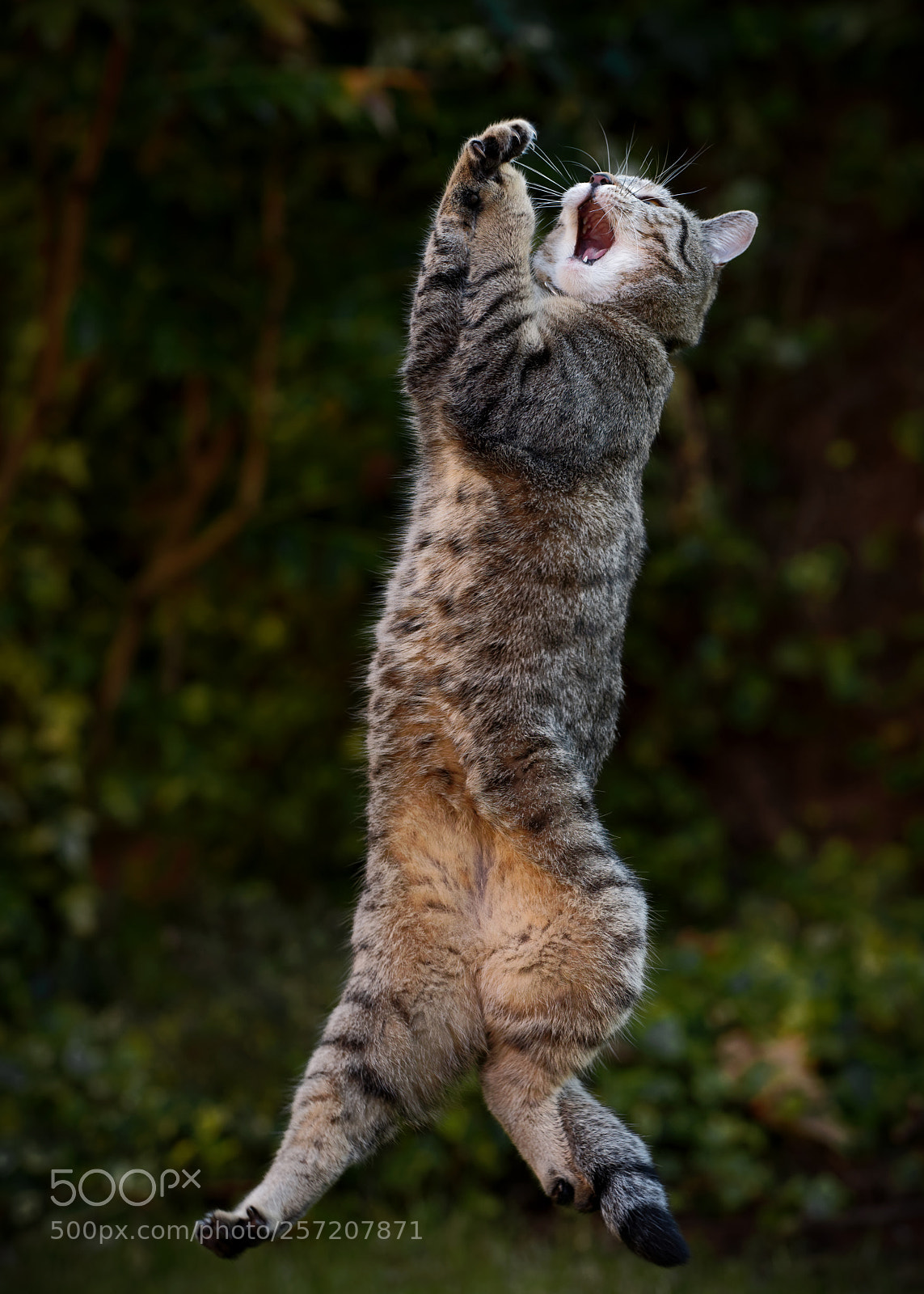 Nikon D850 sample photo. 'double jump' photography