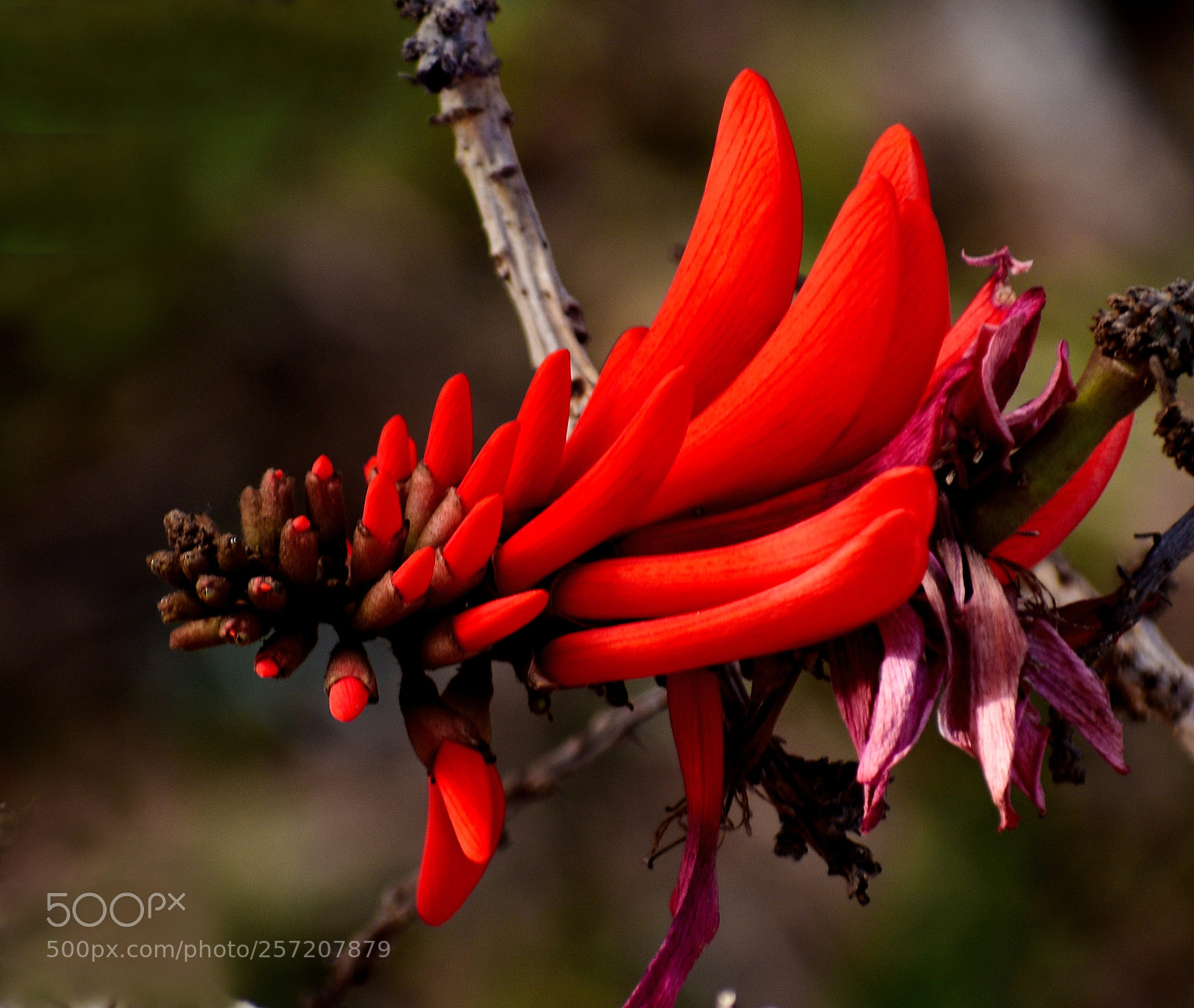 Nikon D7200 sample photo. Red pinecomb flower in photography