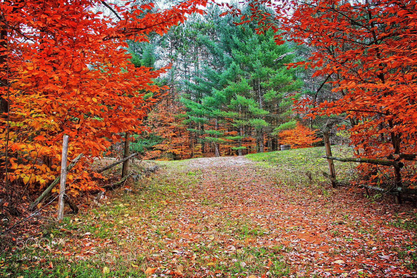Canon EOS 7D sample photo. Fall shot photography