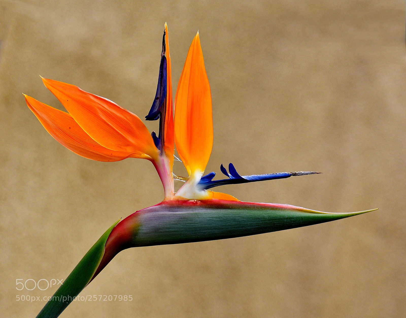 Nikon D7200 sample photo. Bird of paradise flower photography