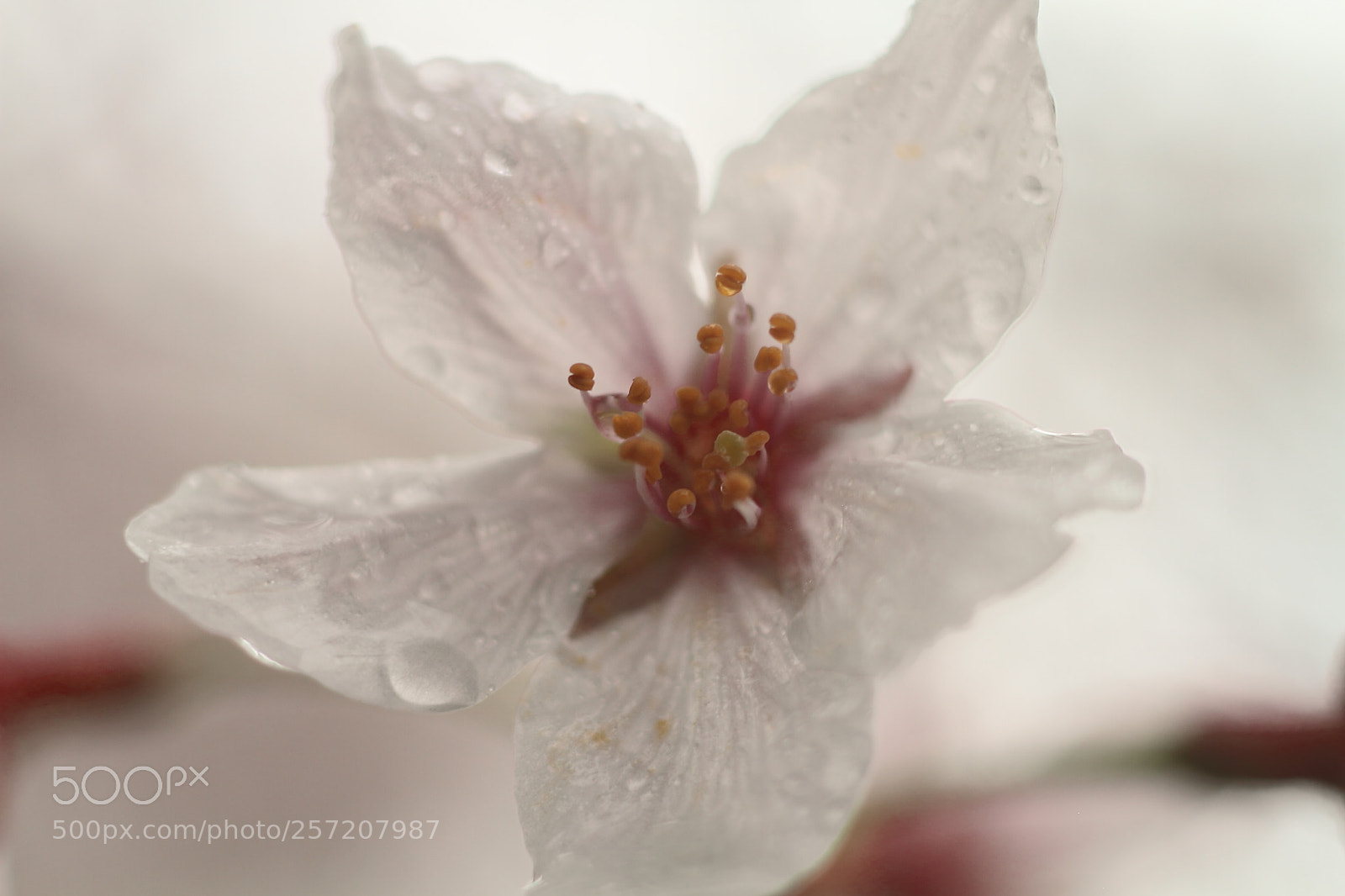 Canon EOS 7D + Canon EF 50mm F1.8 II sample photo. "sakura" cherry blossom photography