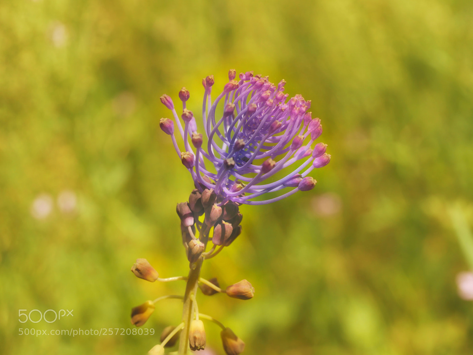 Panasonic Lumix DMC-GX85 (Lumix DMC-GX80 / Lumix DMC-GX7 Mark II) sample photo. ...¥... photography