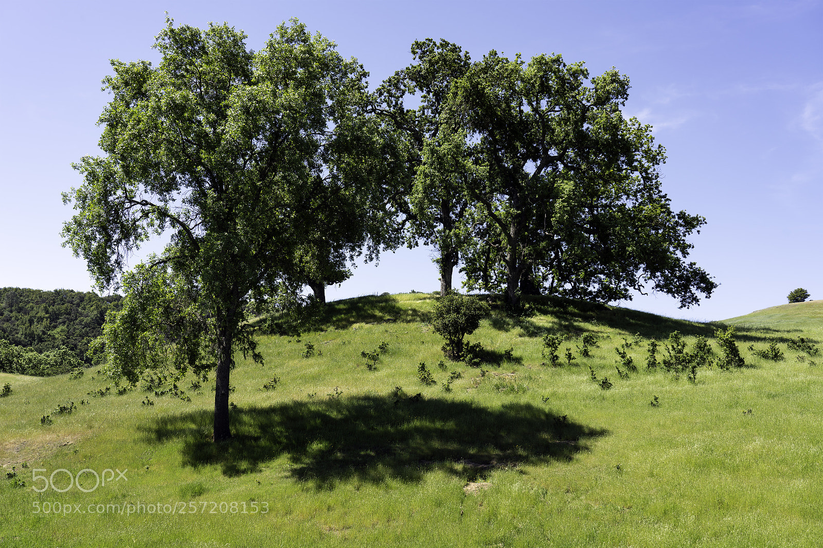 Sony a7R II sample photo. Shade trees photography