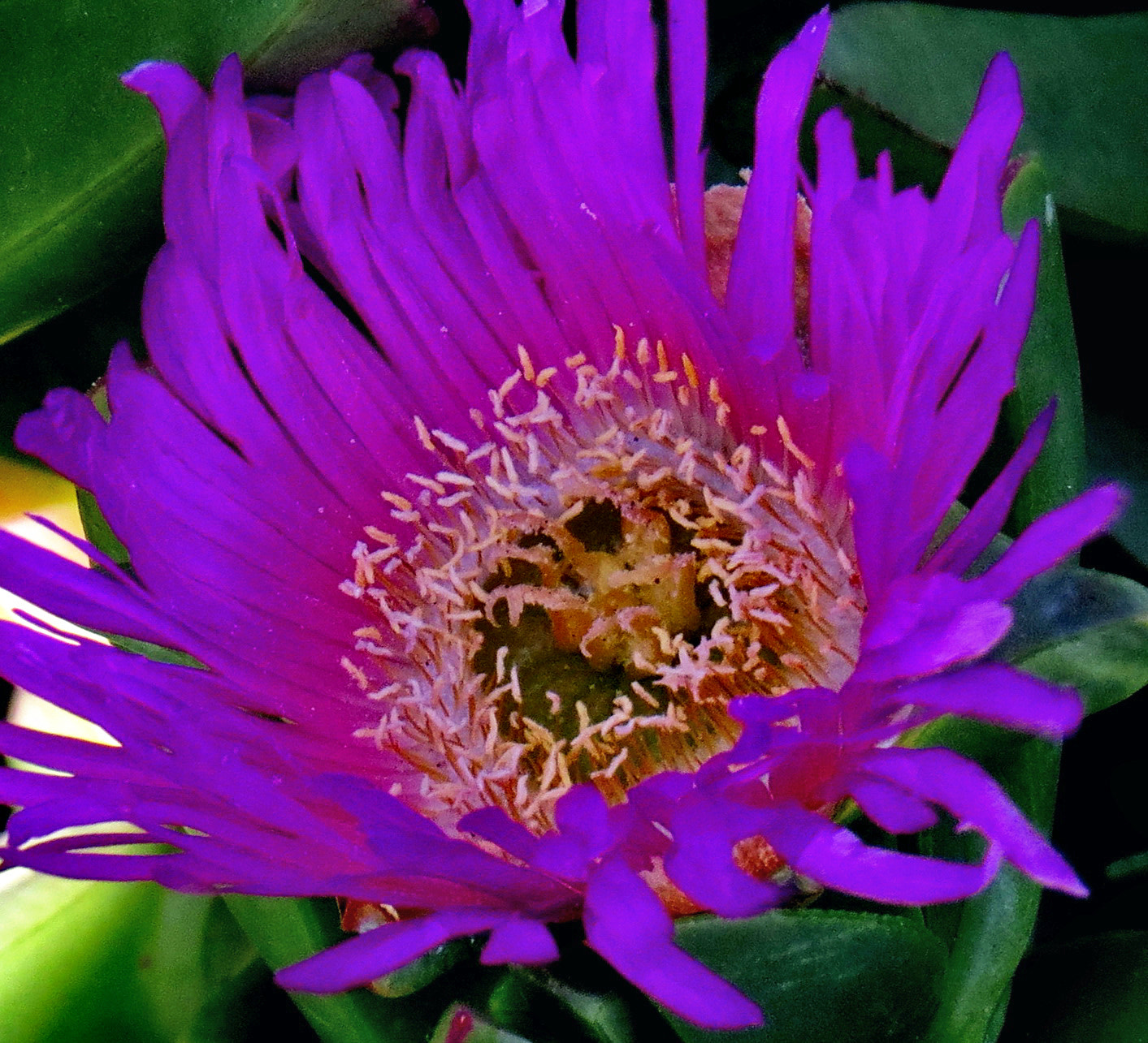 Canon PowerShot SX50 HS + 4.3 - 215.0 mm sample photo. A blue dandelion flower photography