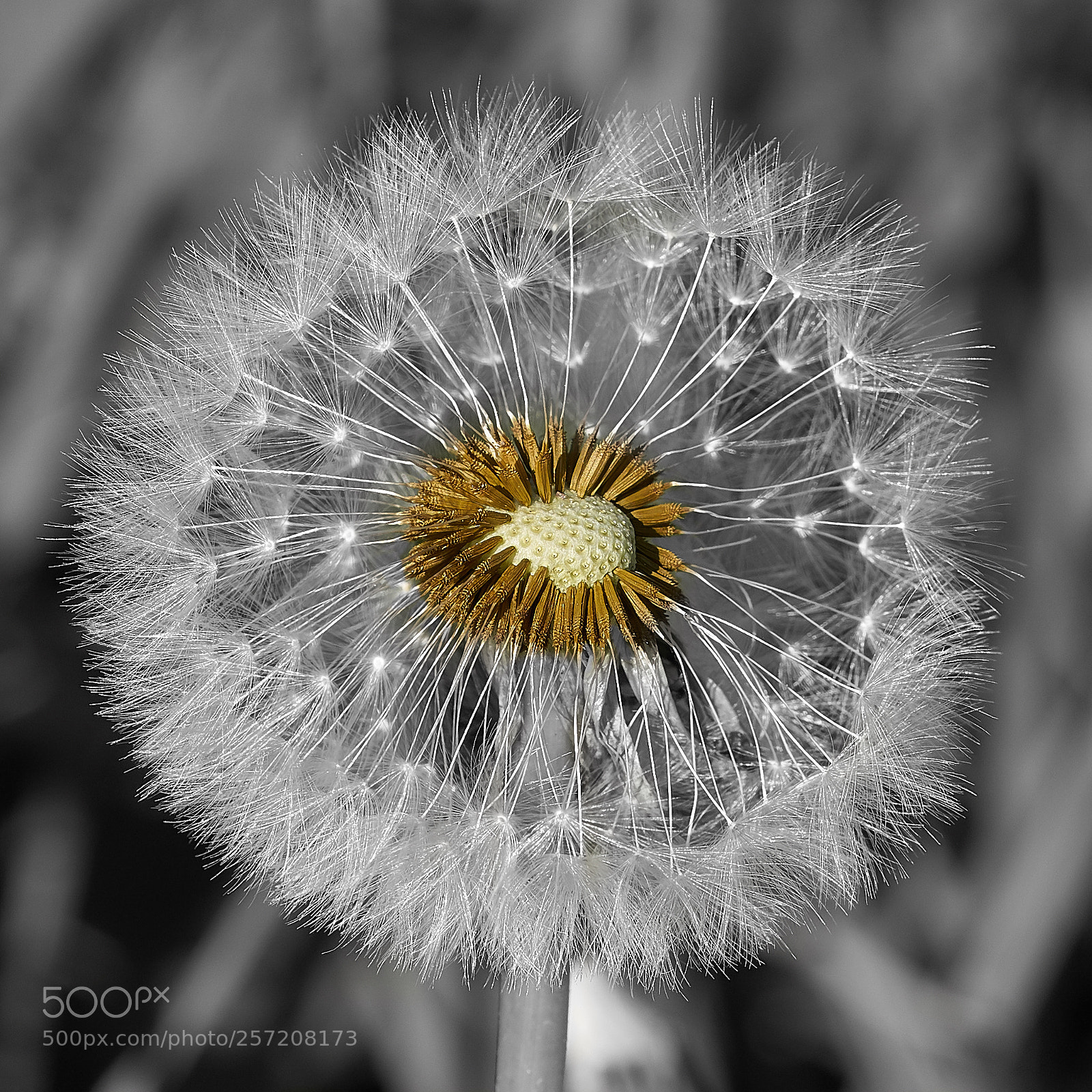 Sony ILCA-77M2 sample photo. Pusteblume photography