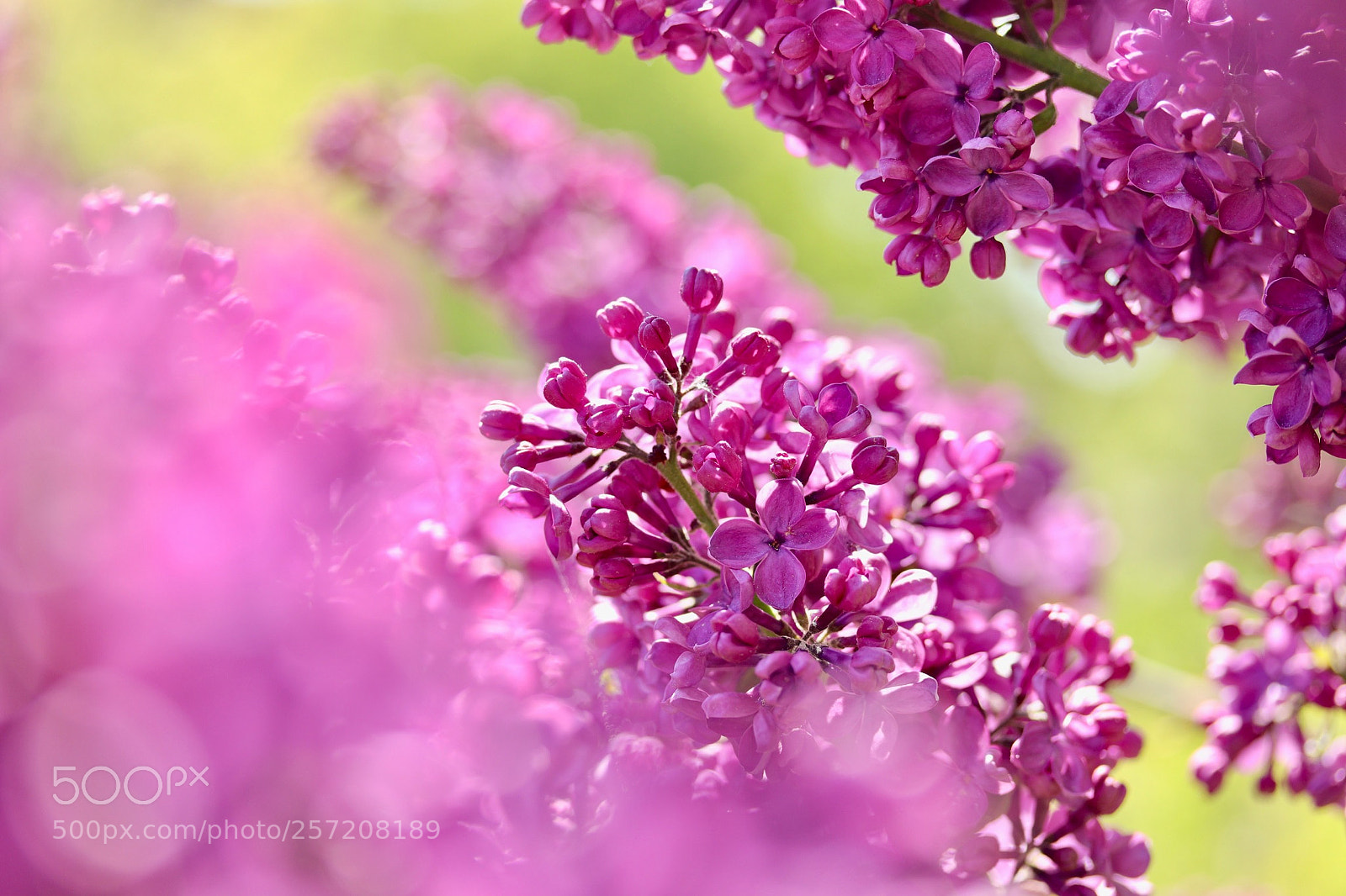 Canon EOS 77D (EOS 9000D / EOS 770D) sample photo. Lilac blossoms in sunlight photography