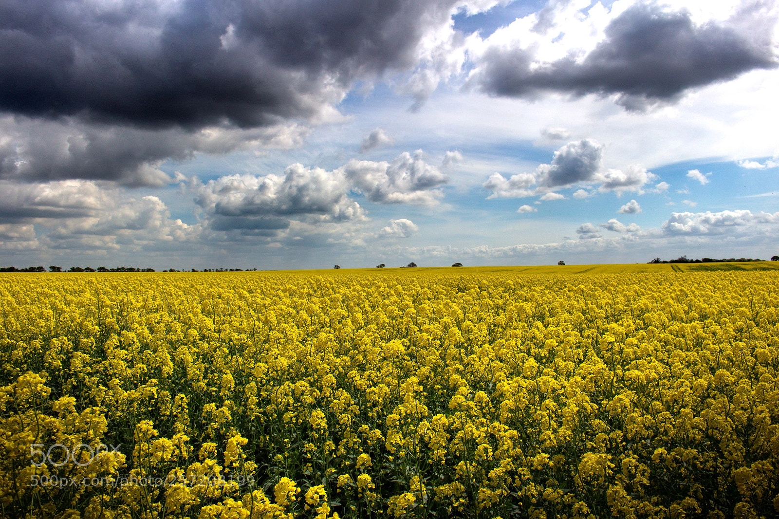 Canon EOS 100D (EOS Rebel SL1 / EOS Kiss X7) sample photo. Rapeseed photography