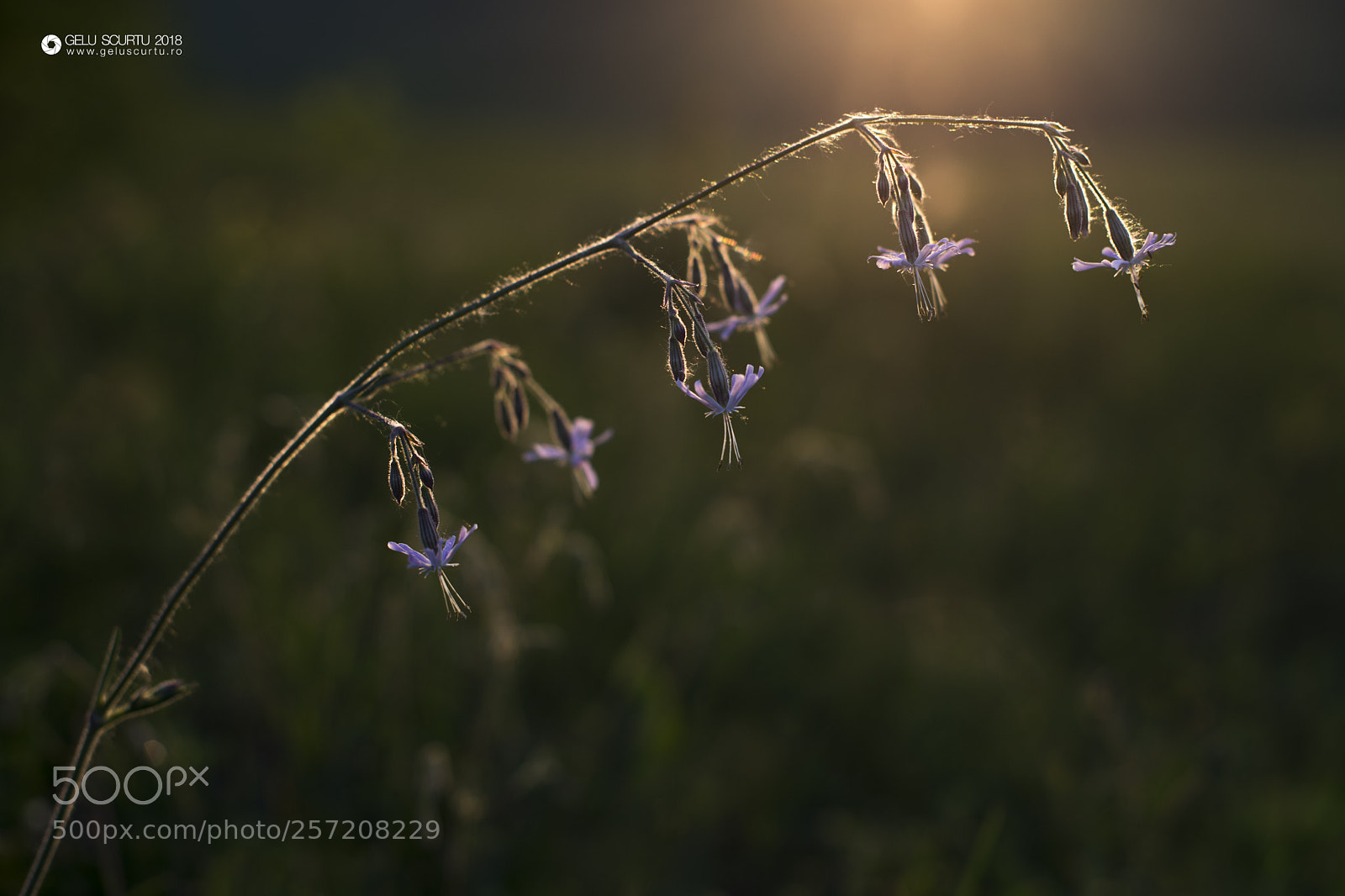Nikon D610 sample photo. Sunrise photography