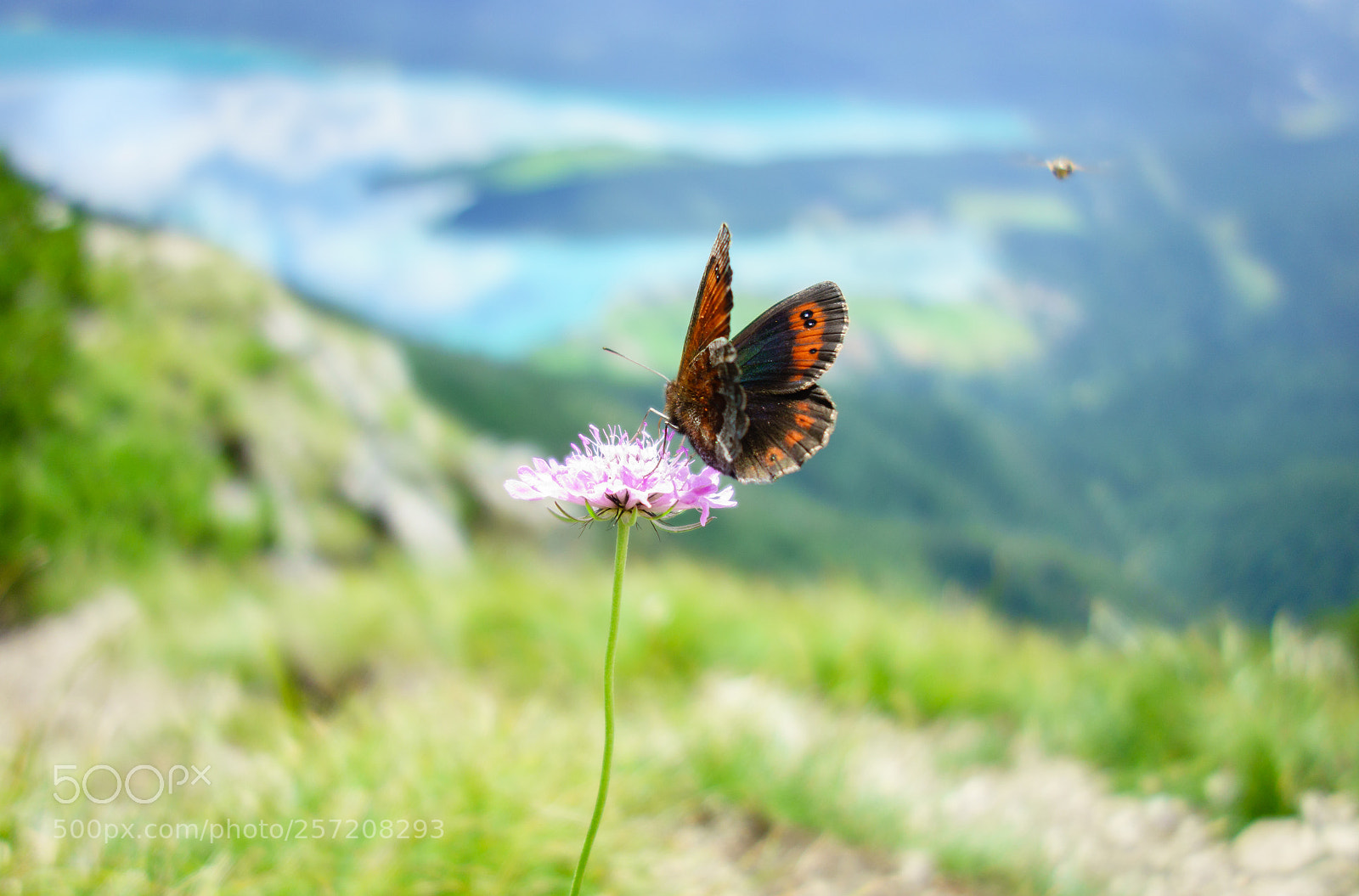 Sony Cyber-shot DSC-RX100 sample photo. Butterfly enjoying the view photography