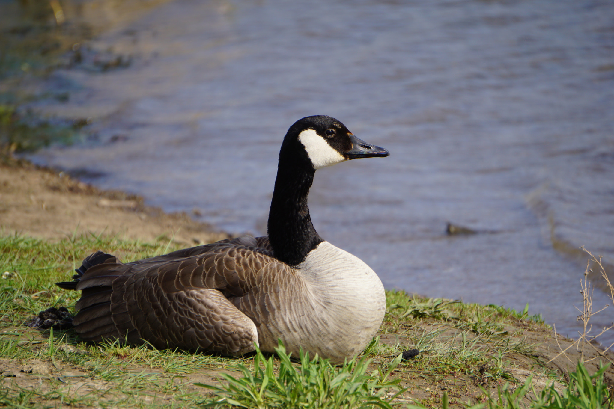 Sony E 55-210mm F4.5-6.3 OSS sample photo. Duck photography