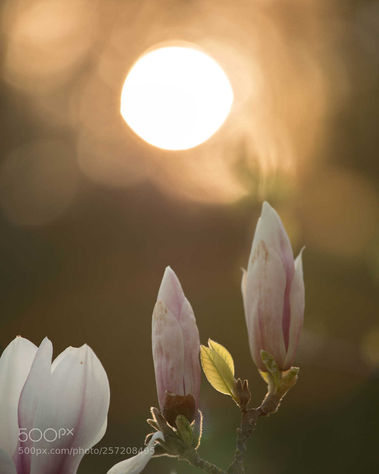 Canon EOS 5D Mark IV sample photo. 0508 photography