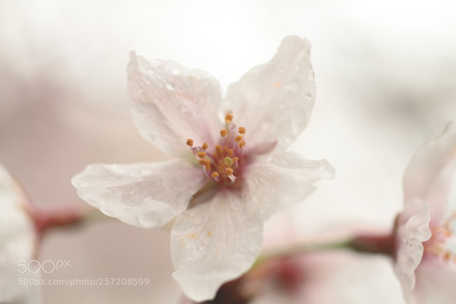 Canon EOS 7D + Canon EF 50mm F1.8 II sample photo. "sakura" cherry blossom rainy photography