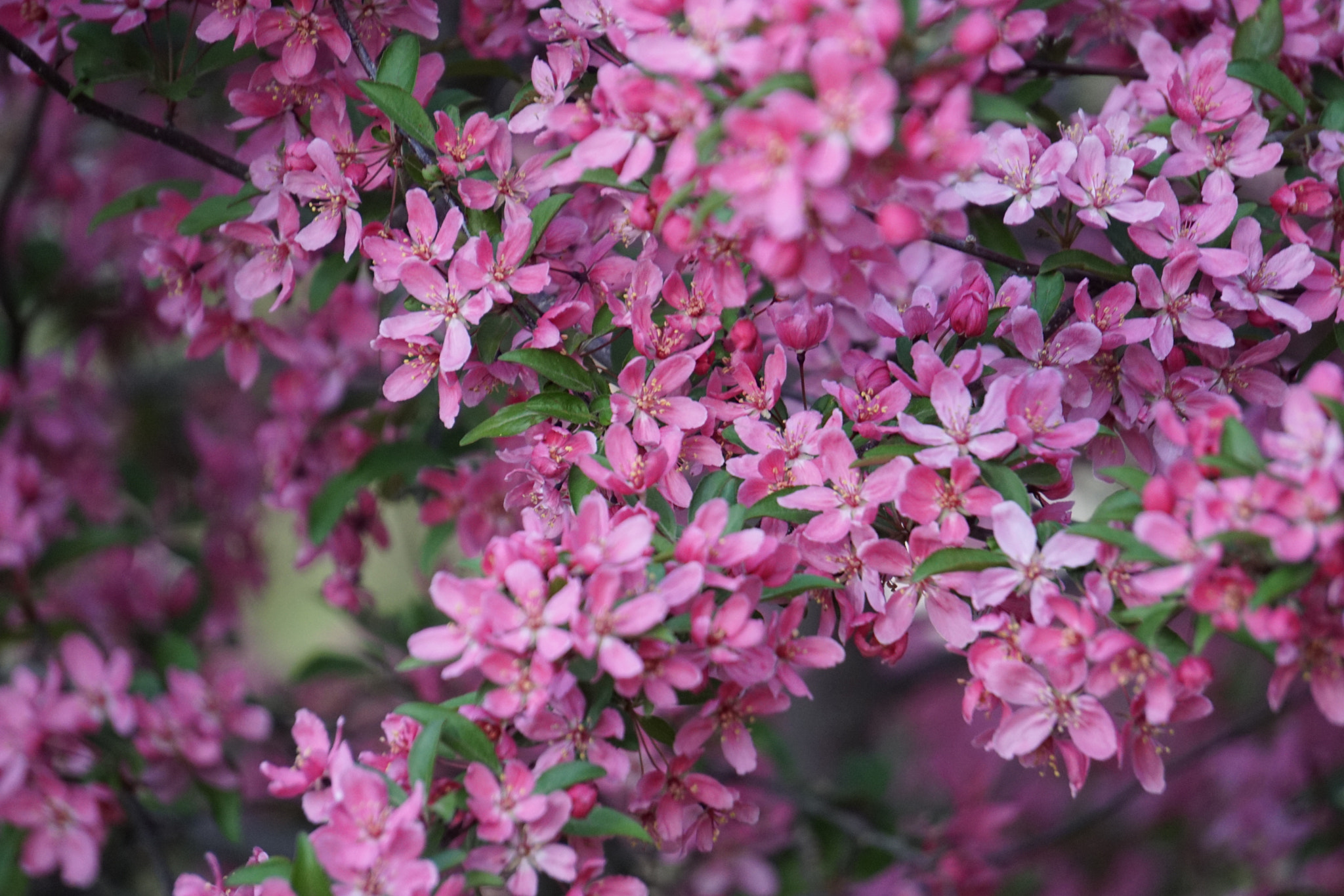 Sony E 55-210mm F4.5-6.3 OSS sample photo. Pink bloom photography
