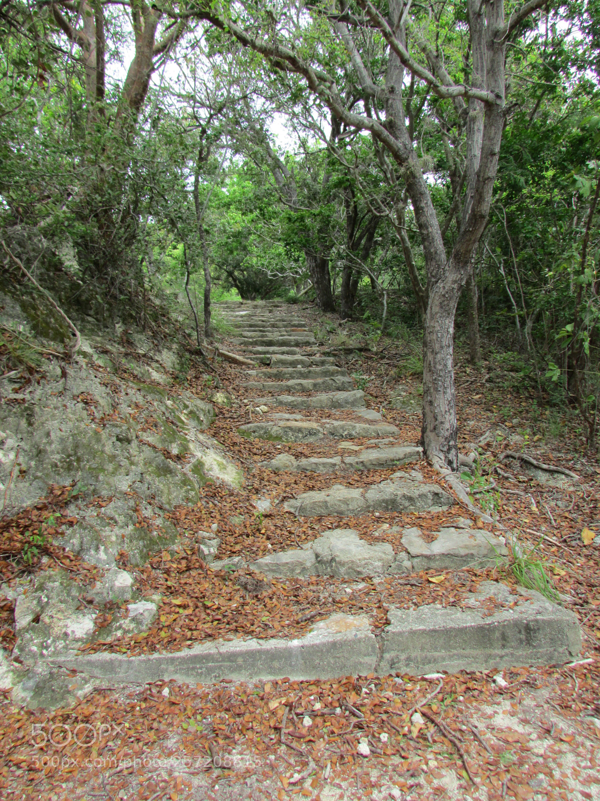 Canon PowerShot SX500 IS sample photo. Guanica dry forest photography