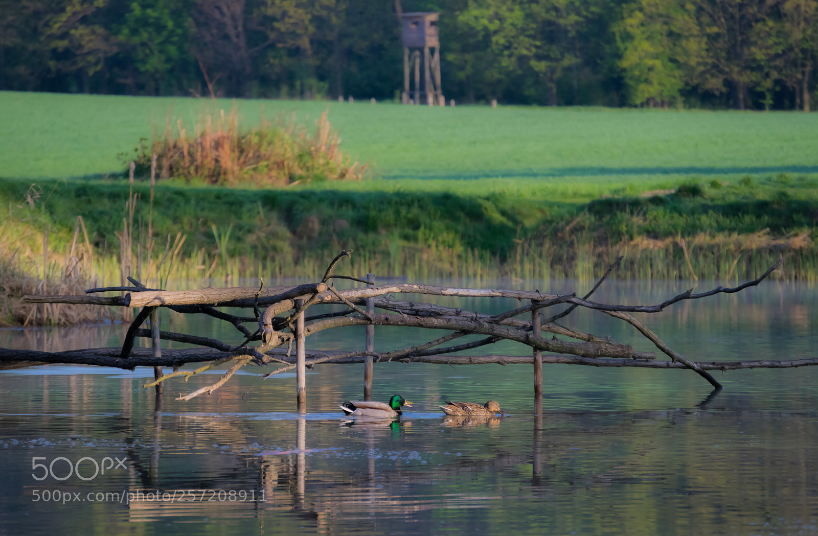 Nikon D3300 sample photo. Duck idyll - i photography