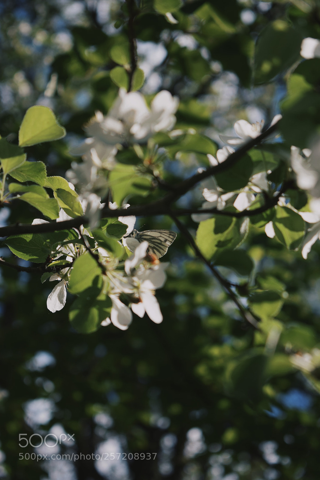Nikon D5300 sample photo. Untitled photography