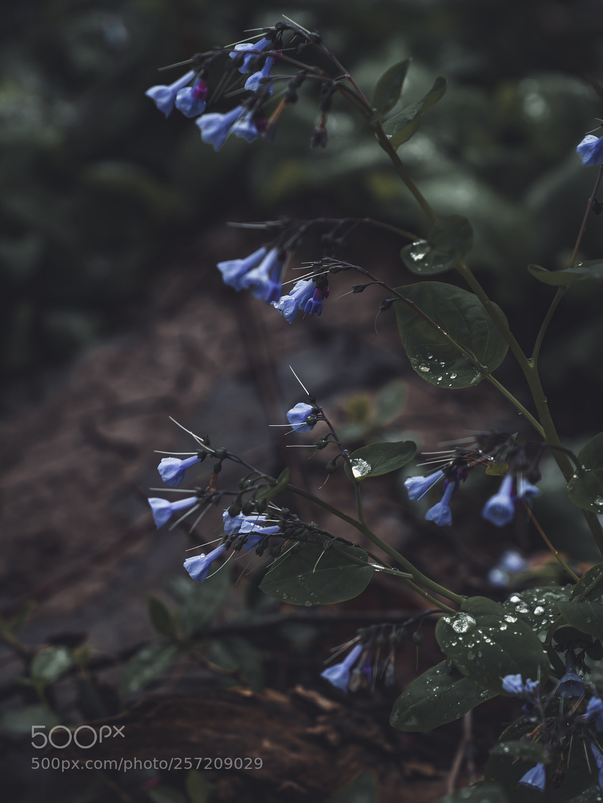 Sony a7R II sample photo. Weeping bluebells photography