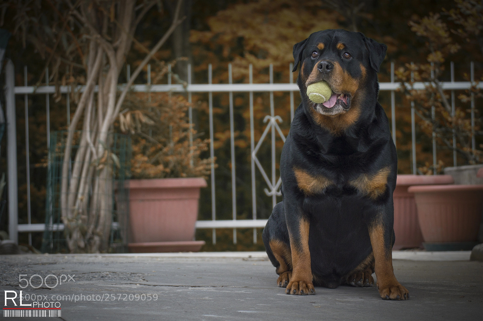 Nikon D3200 sample photo. Danko & the ball photography