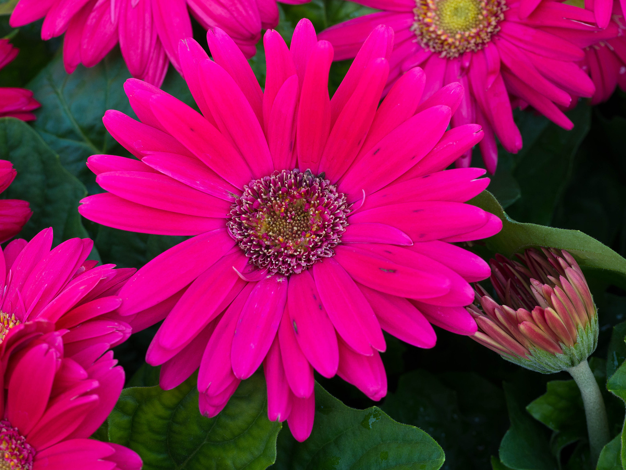 Panasonic Lumix DMC-G85 (Lumix DMC-G80) sample photo. Out in the garden photography