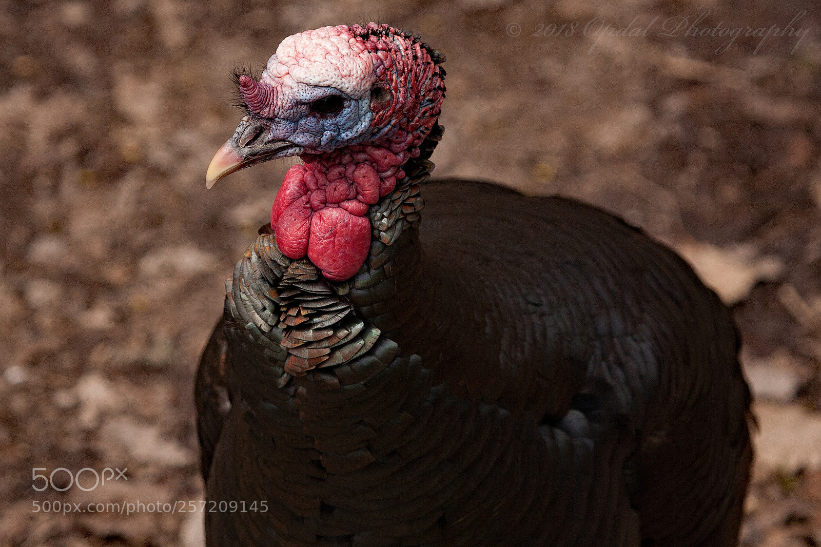 Canon EOS 5D sample photo. Wild turkey photography