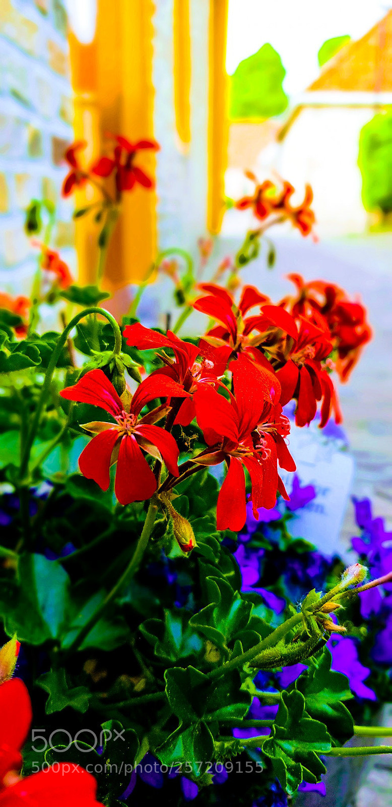 Samsung Galaxy S9 sample photo. Untitled photography