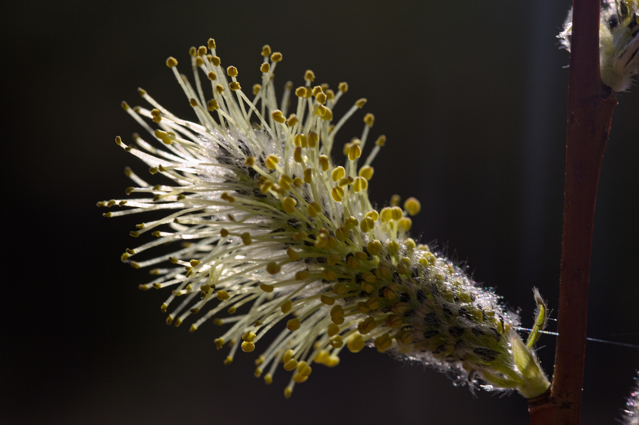 Canon EF-S 60mm F2.8 Macro USM sample photo. Coming back to life photography