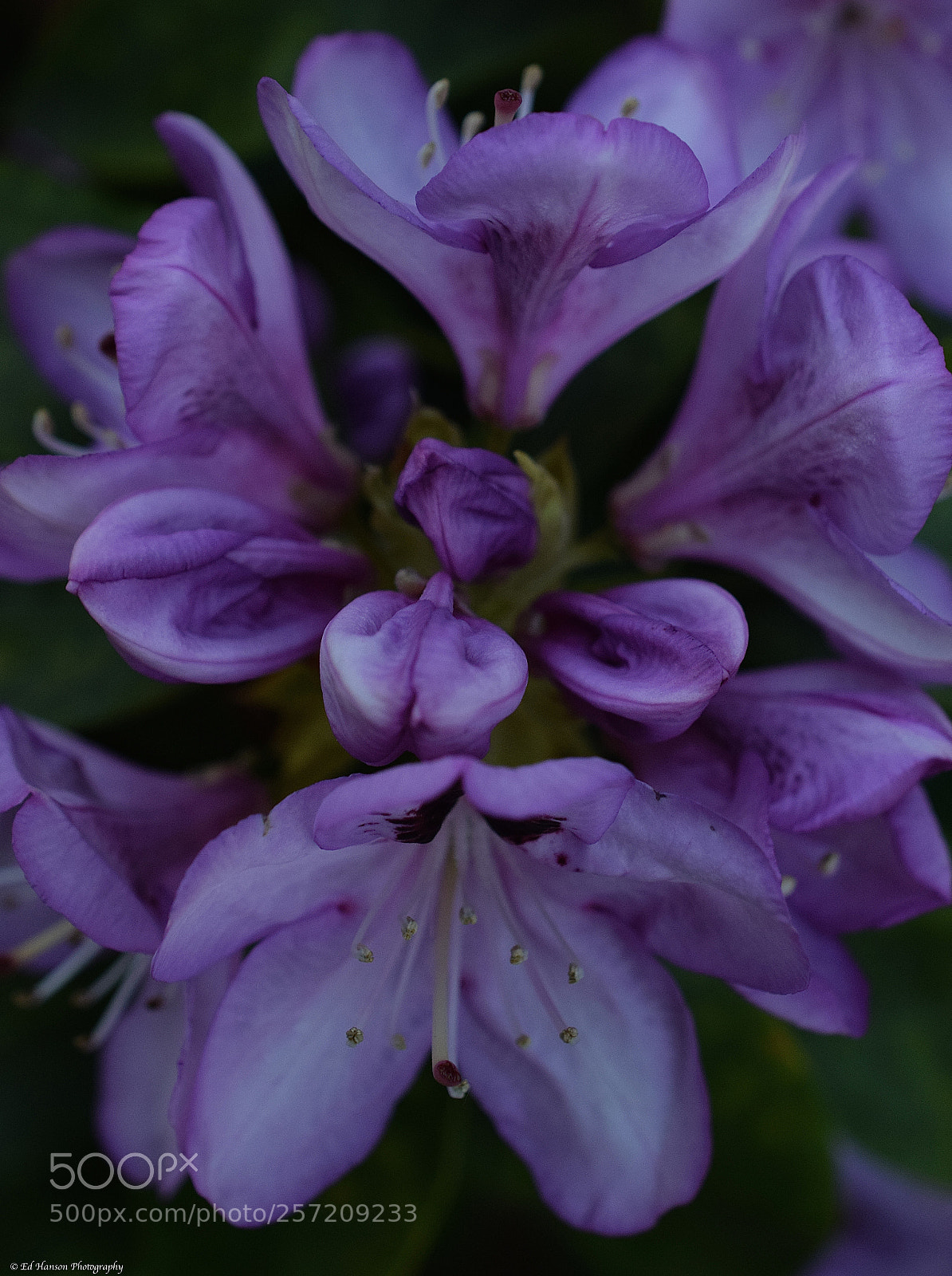 Nikon D3300 sample photo. Rhododendron in the evening photography