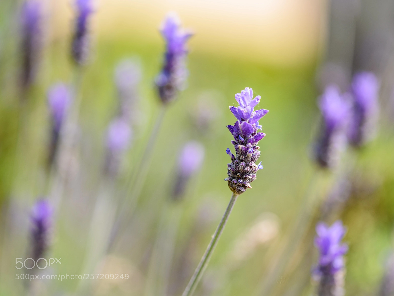 Nikon D750 sample photo. Lavender photography