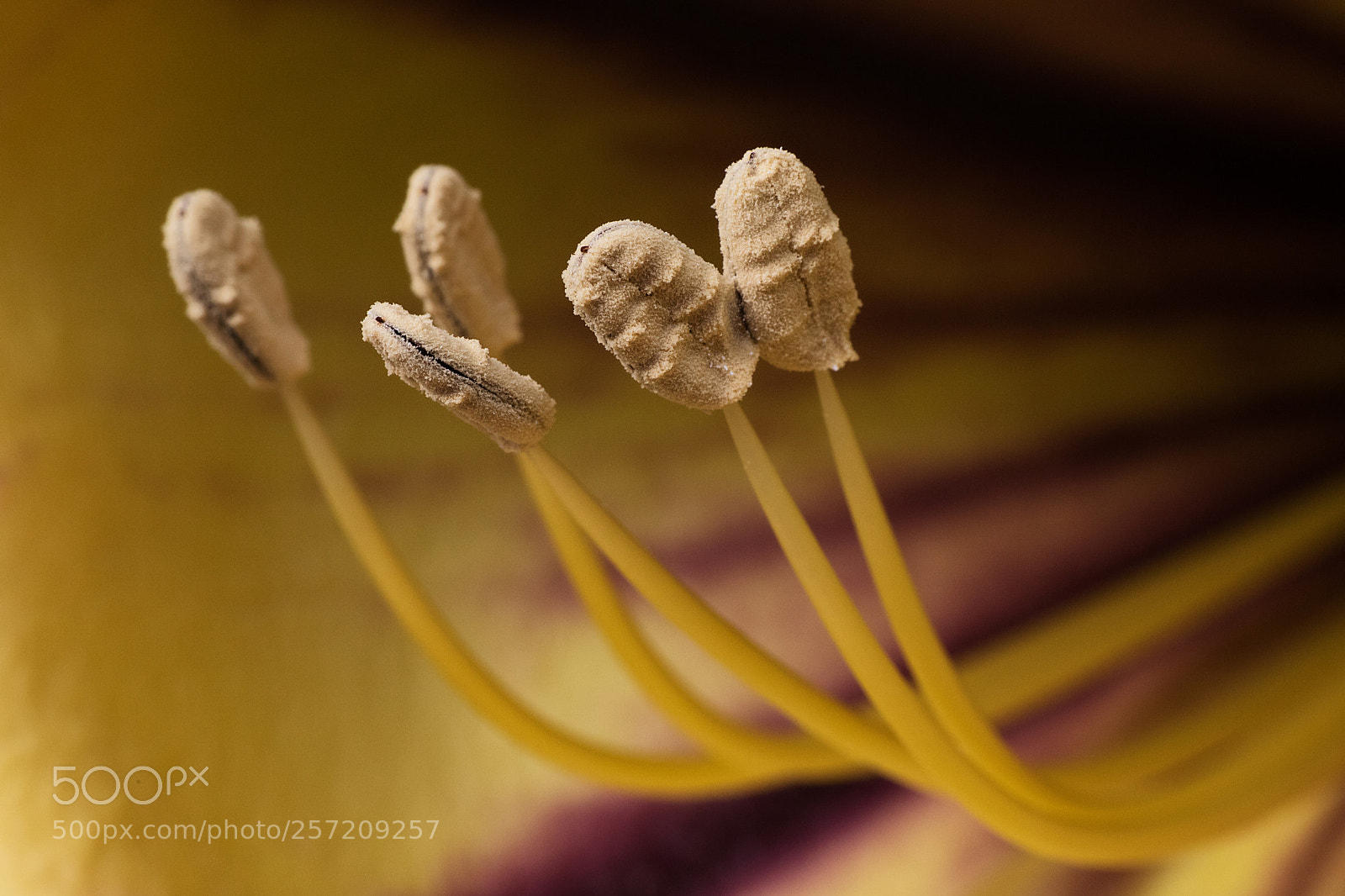 Canon EOS 6D Mark II sample photo. Flower's heart photography