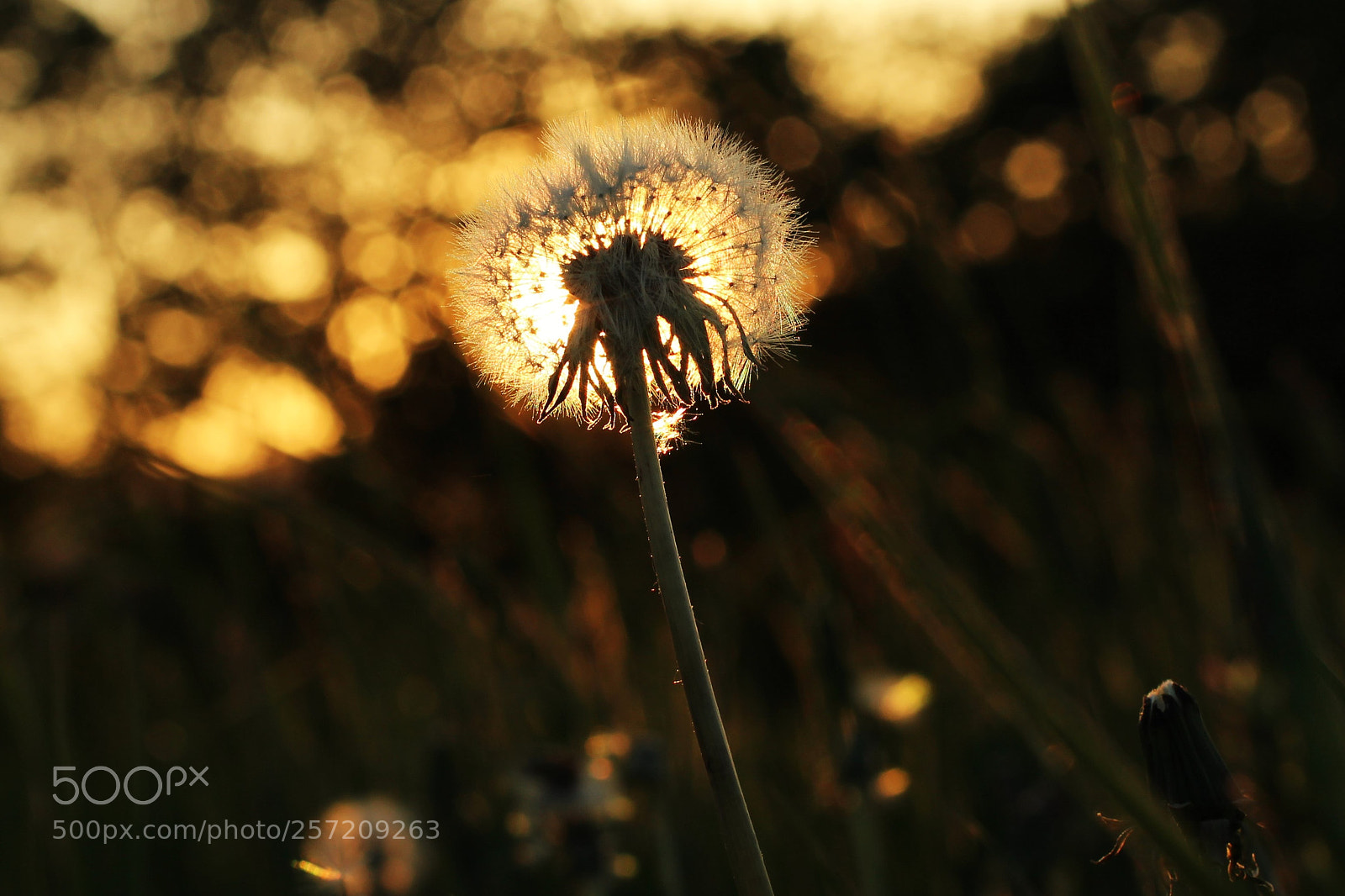 Canon EOS 100D (EOS Rebel SL1 / EOS Kiss X7) sample photo. The last sunlight photography