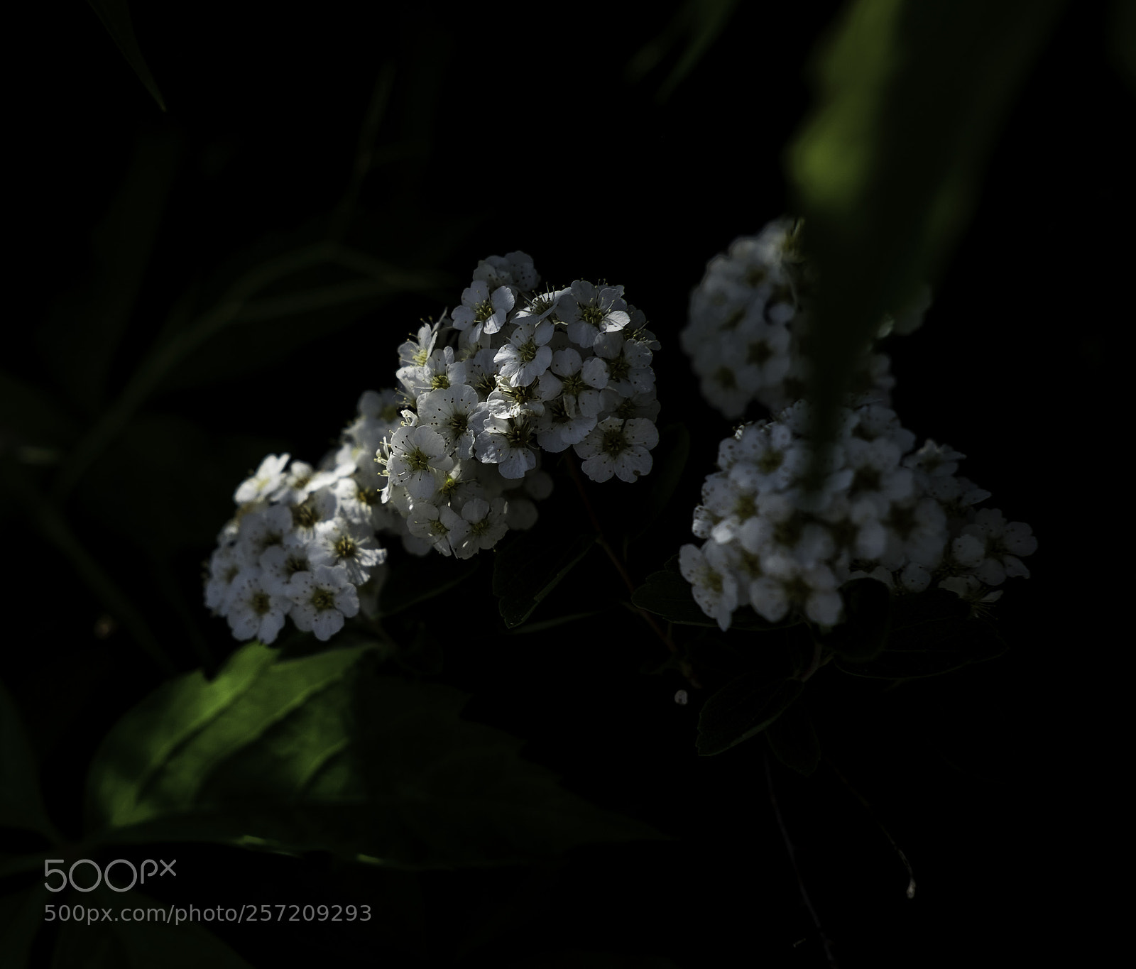 Fujifilm X-T1 sample photo. Elected photography