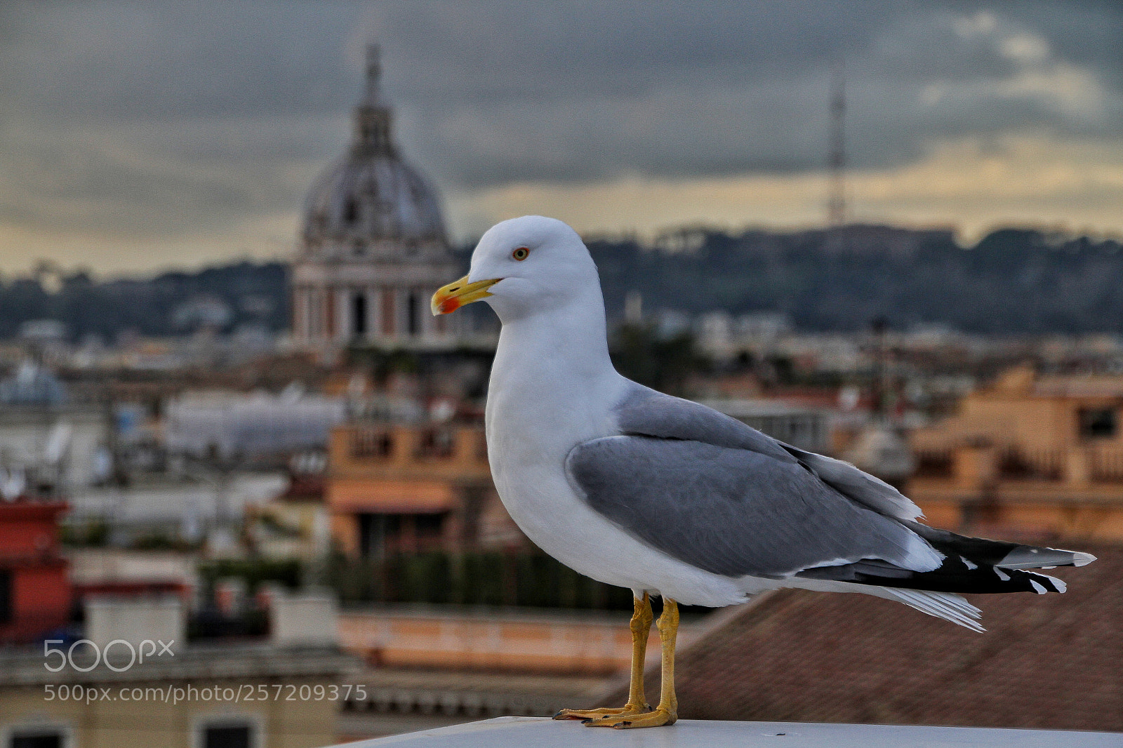 Canon EOS 7D sample photo. Seagull photography