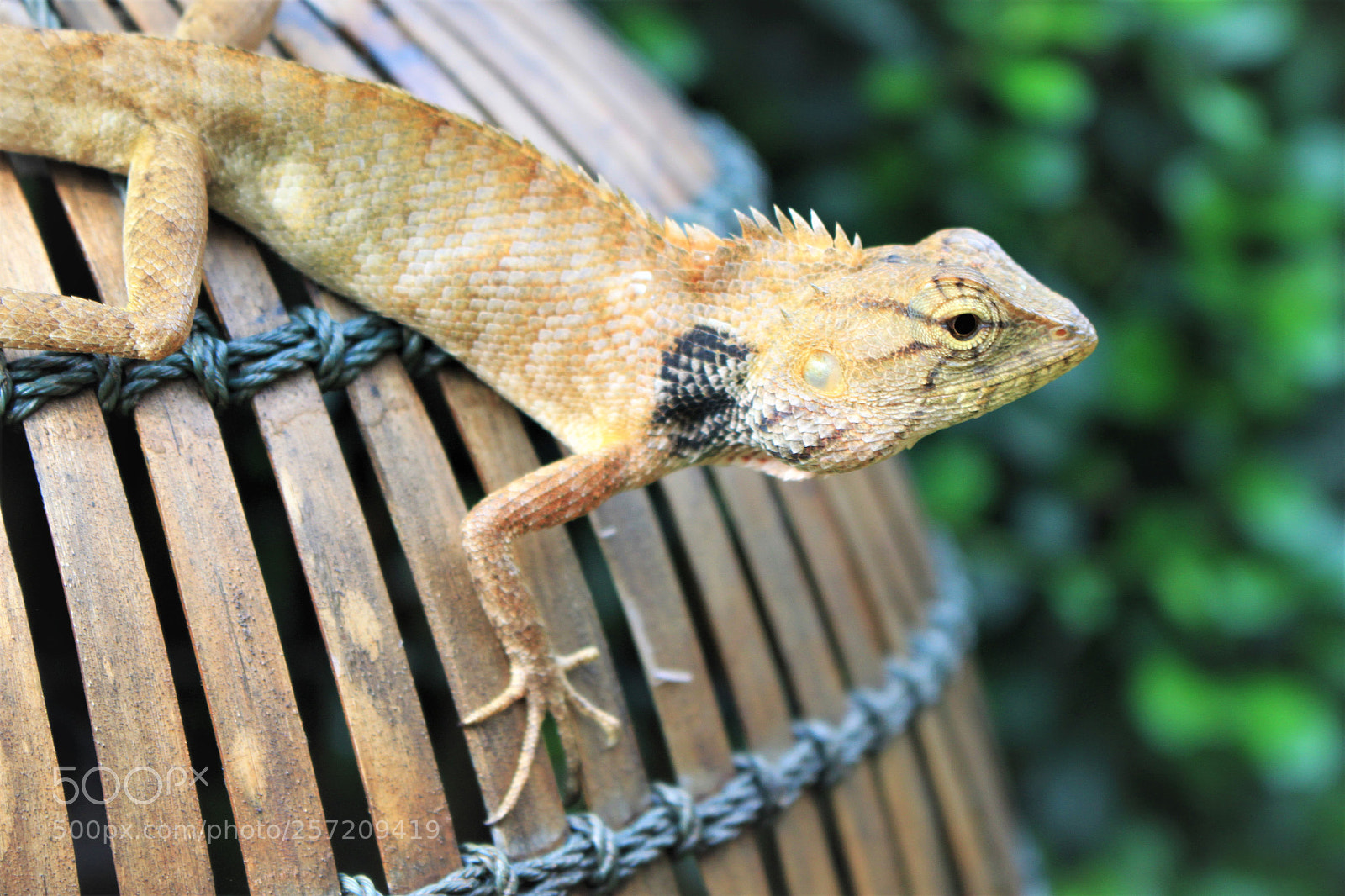 Canon EOS 500D (EOS Rebel T1i / EOS Kiss X3) sample photo. () photography