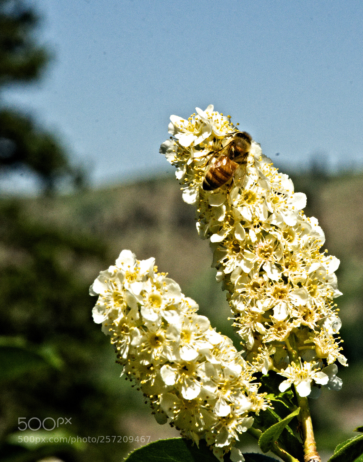 Nikon D7200 sample photo. Bee and choke cherry photography