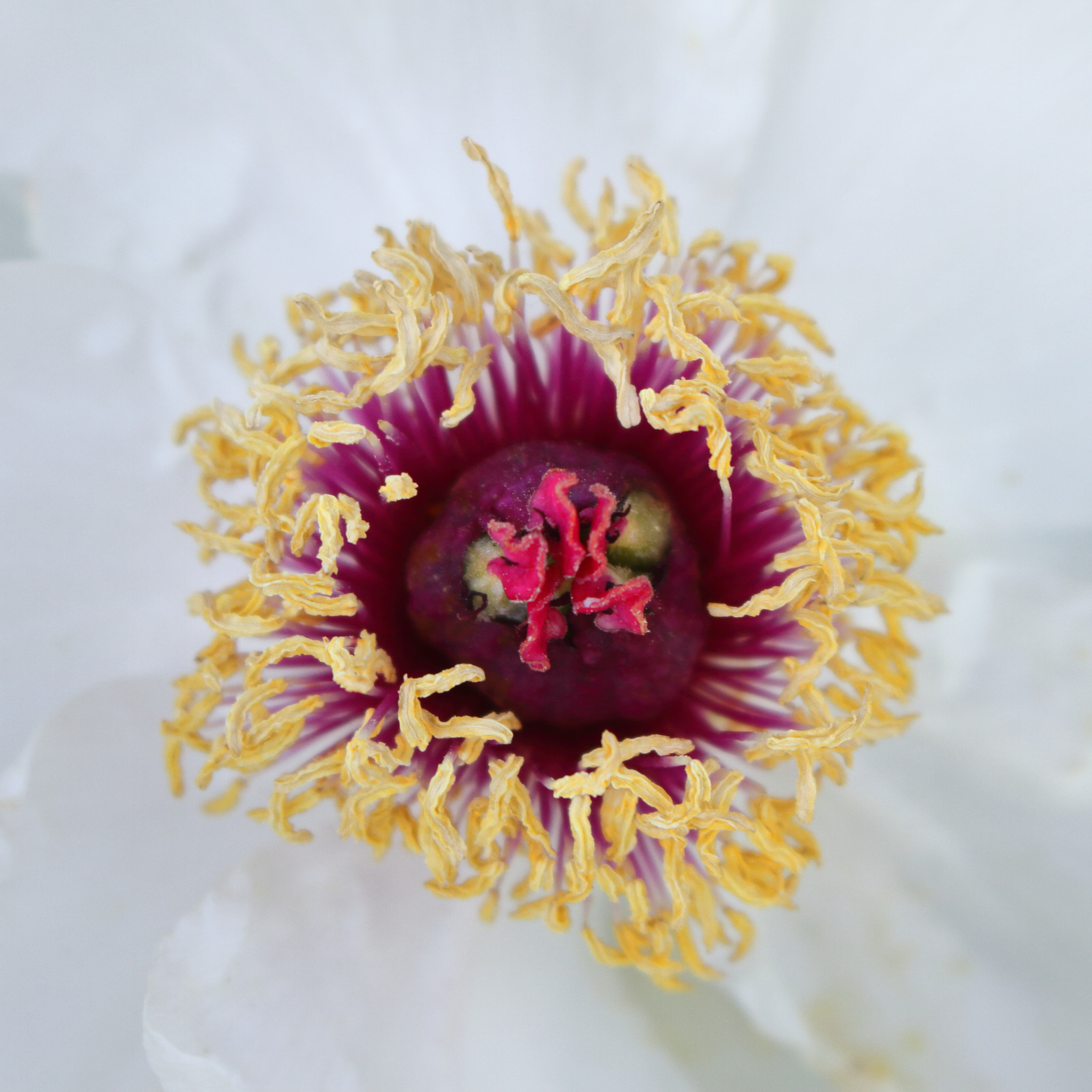 Canon EOS 7D sample photo. 모란 photography