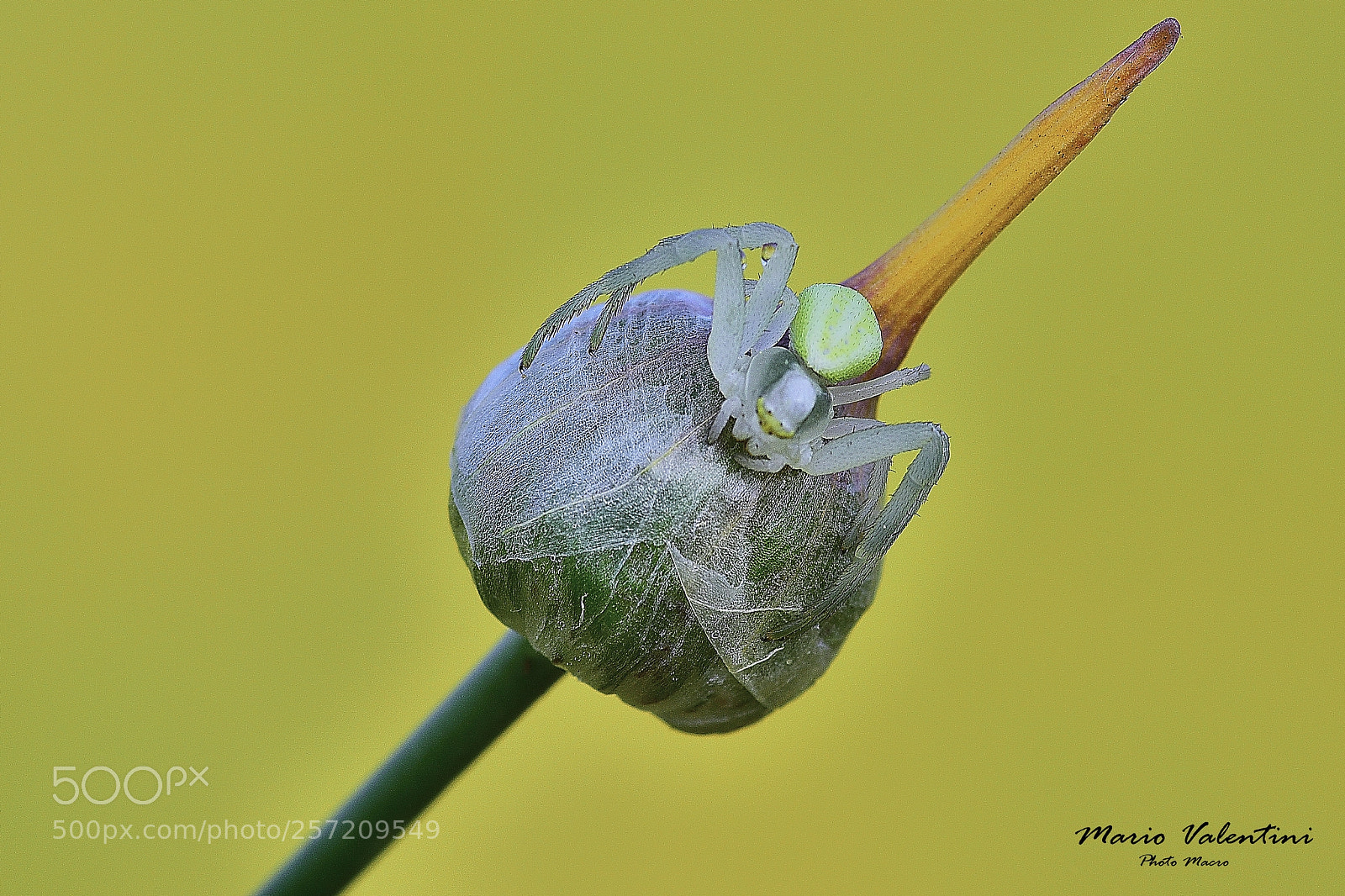Nikon D750 sample photo. Misumena vatia.(spider) photography