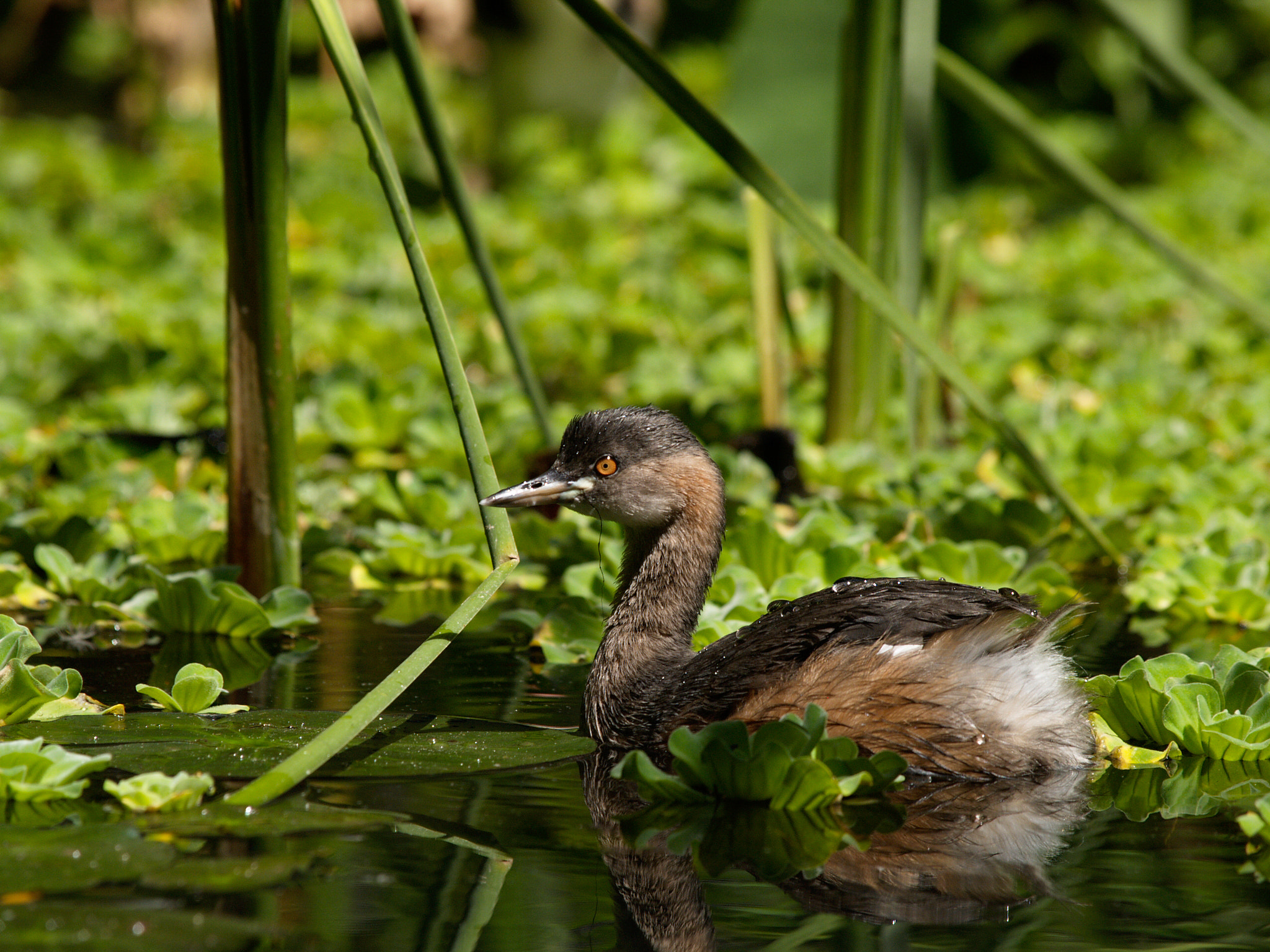 Olympus E-1 sample photo. Little duck photography