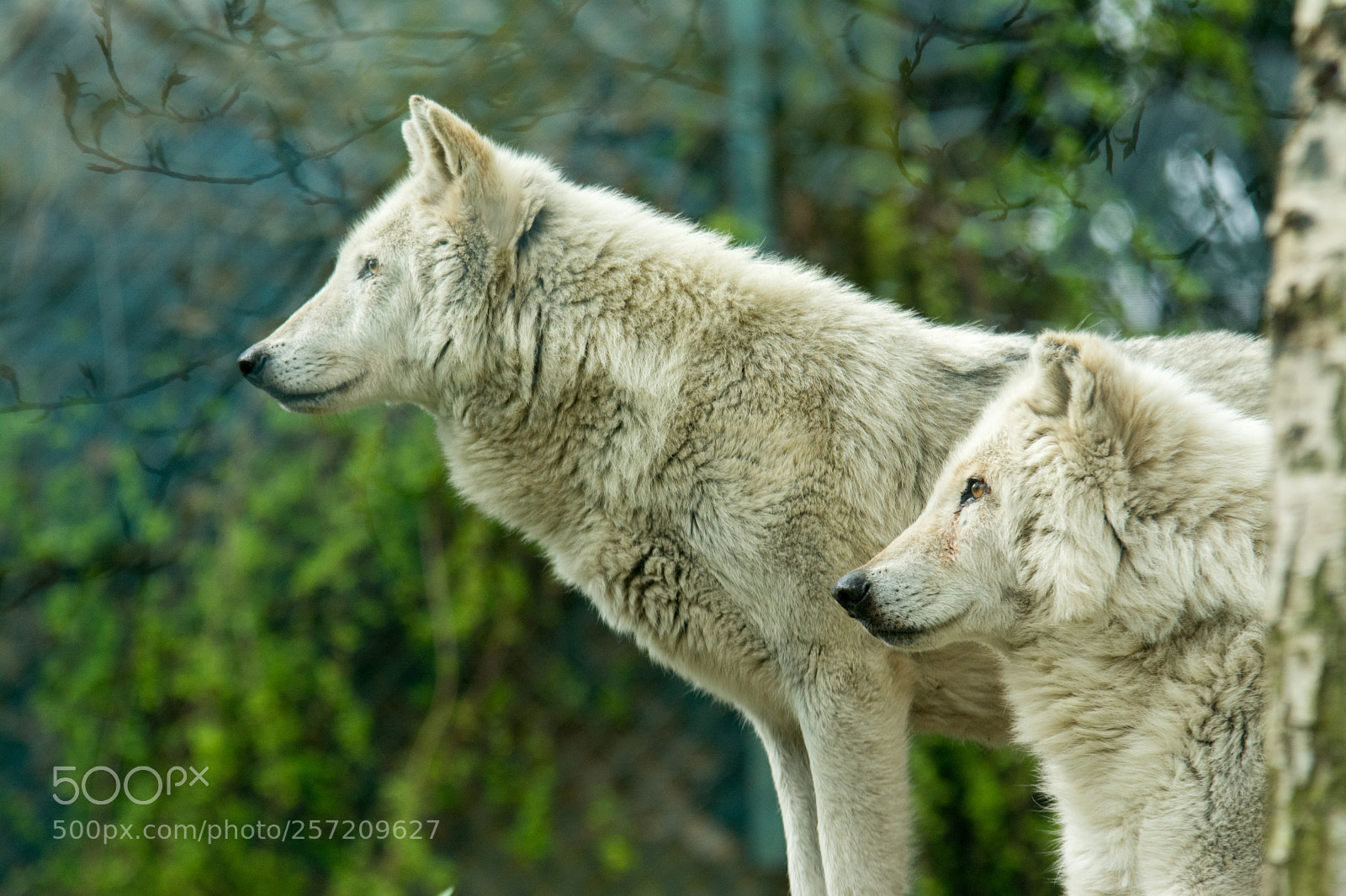 Nikon D7100 sample photo. Wolves at dublin zoo photography