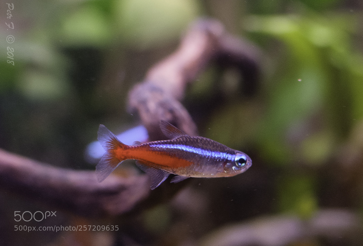 Nikon D300S sample photo. Neon fish photography