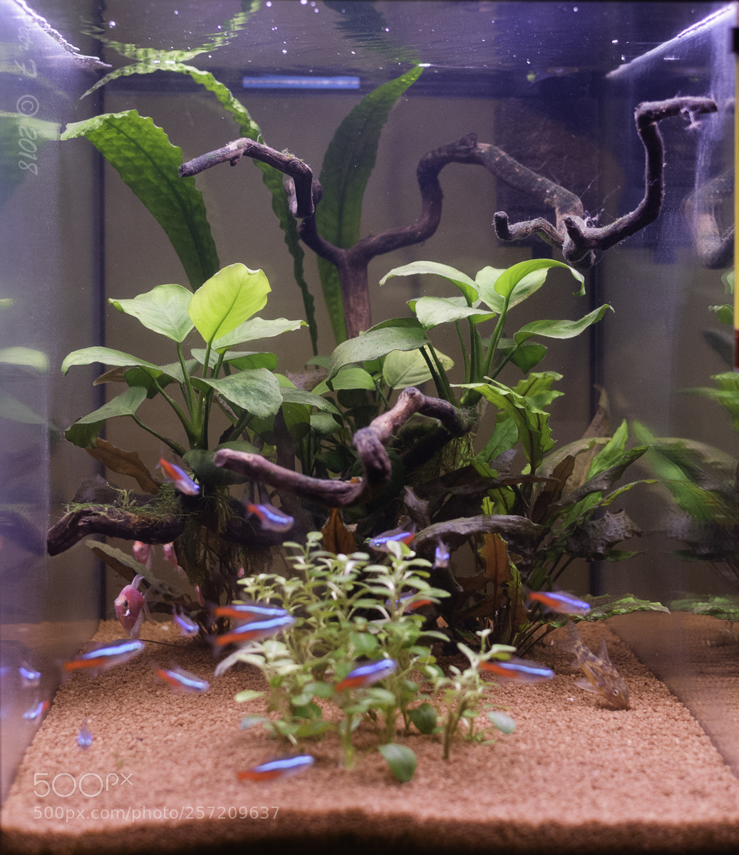 Nikon D300S sample photo. Aquarium photography