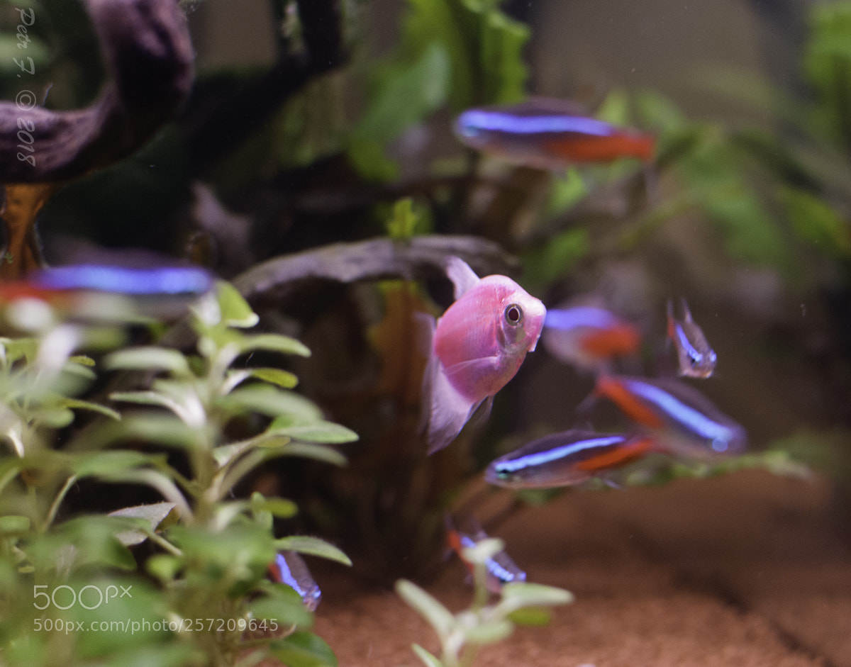Nikon D300S sample photo. Fish tetra photography