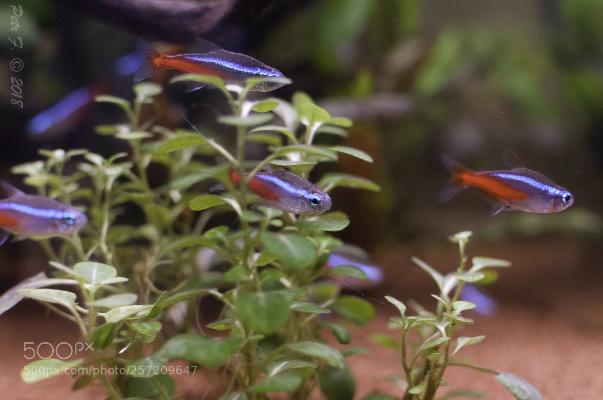 Nikon D300S sample photo. A flock of neon photography