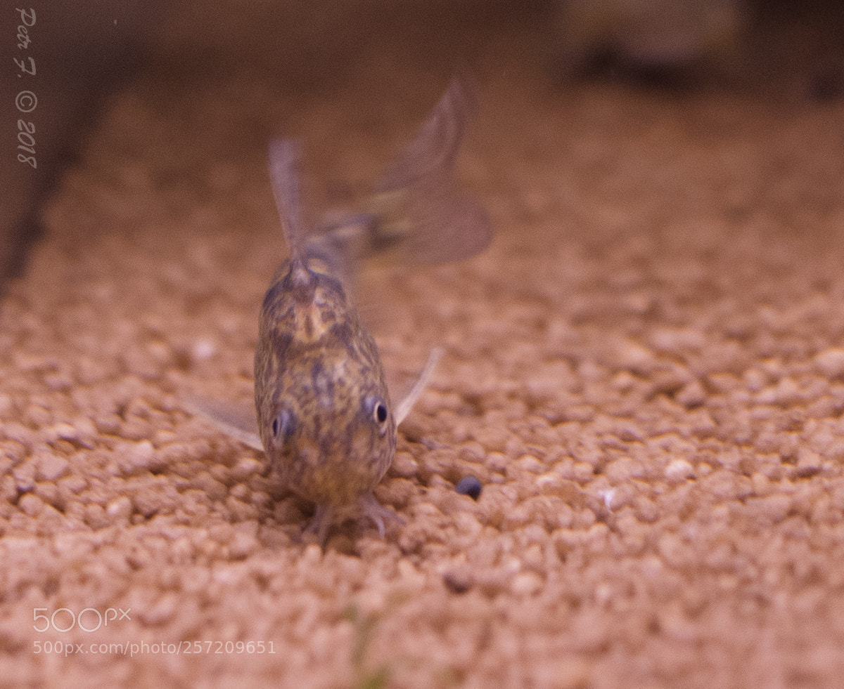 Nikon D300S sample photo. Catfish photography
