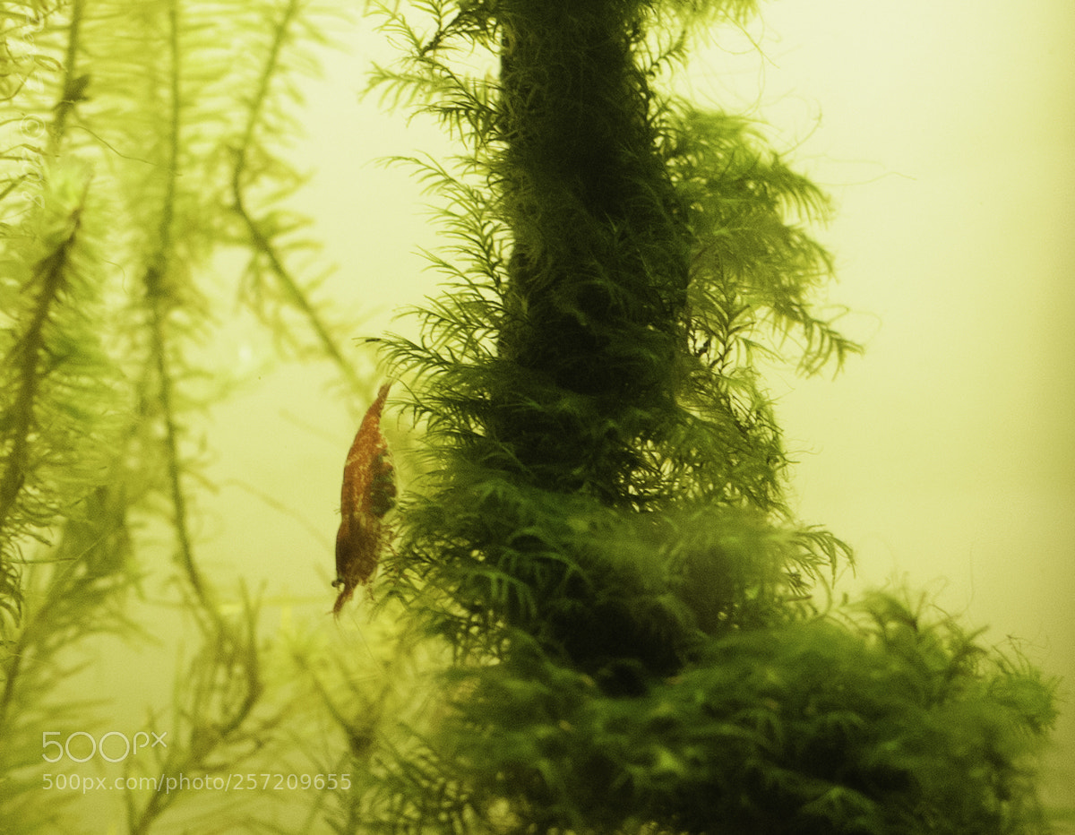 Nikon D300S sample photo. Shrimp cherry photography